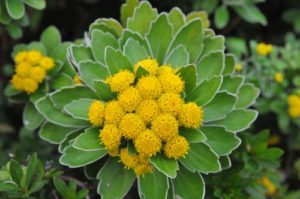 %e3%82%a4%e3%82%bd%e3%82%ae%e3%82%af